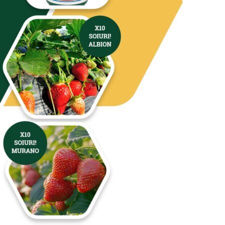 Pachet popular 10x stoloni căpșuni Murano + 10x stoloni căpșuni Albion + 50m folie de mulcire+ Biostimulator CropMax