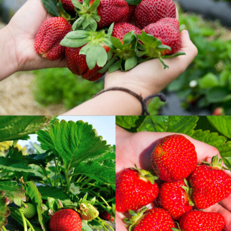 Pachet 4 soiuri REMONTANTE - productie tot anul