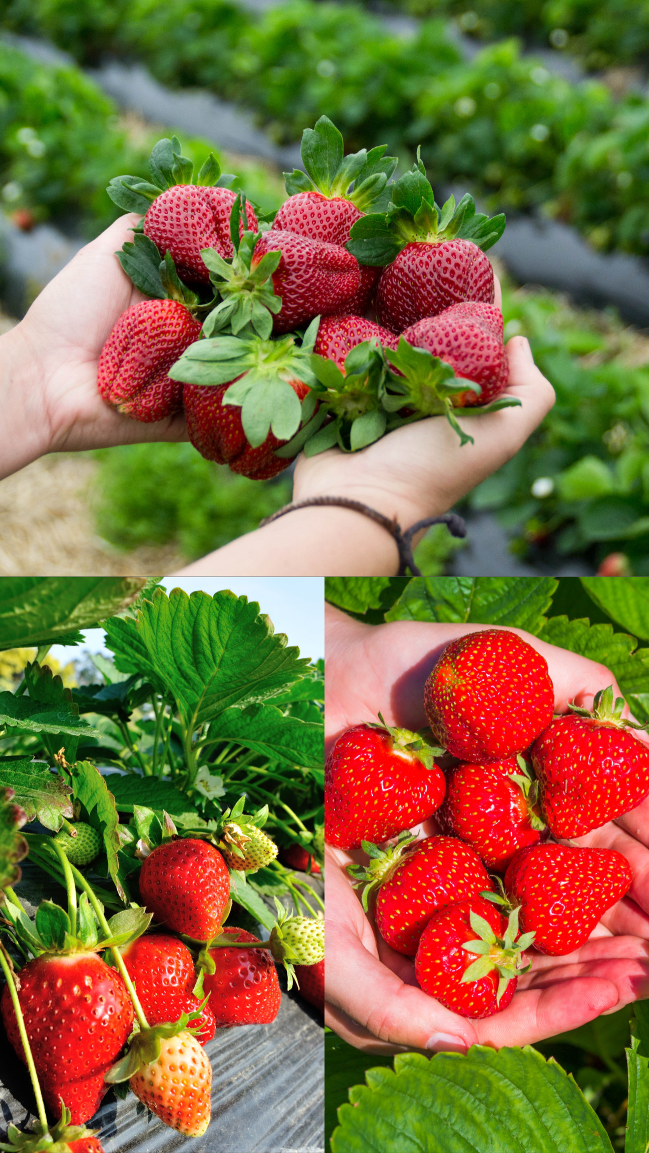 Pachet 4 soiuri REMONTANTE - productie tot anul